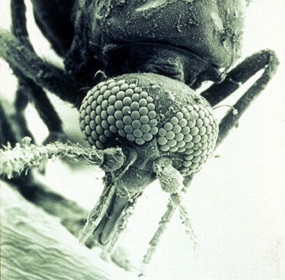 Scanning electron micrograph of a biting midge (Culicoides brevitarsis)