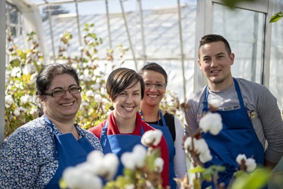 Four members of the cotton research team standing in a glasshouse with plants.