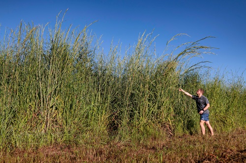 Person standing next to infestation of gamba grass. 