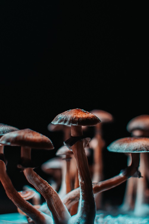 Several small brown capped mushrooms with long stalks growing in a bunch. 